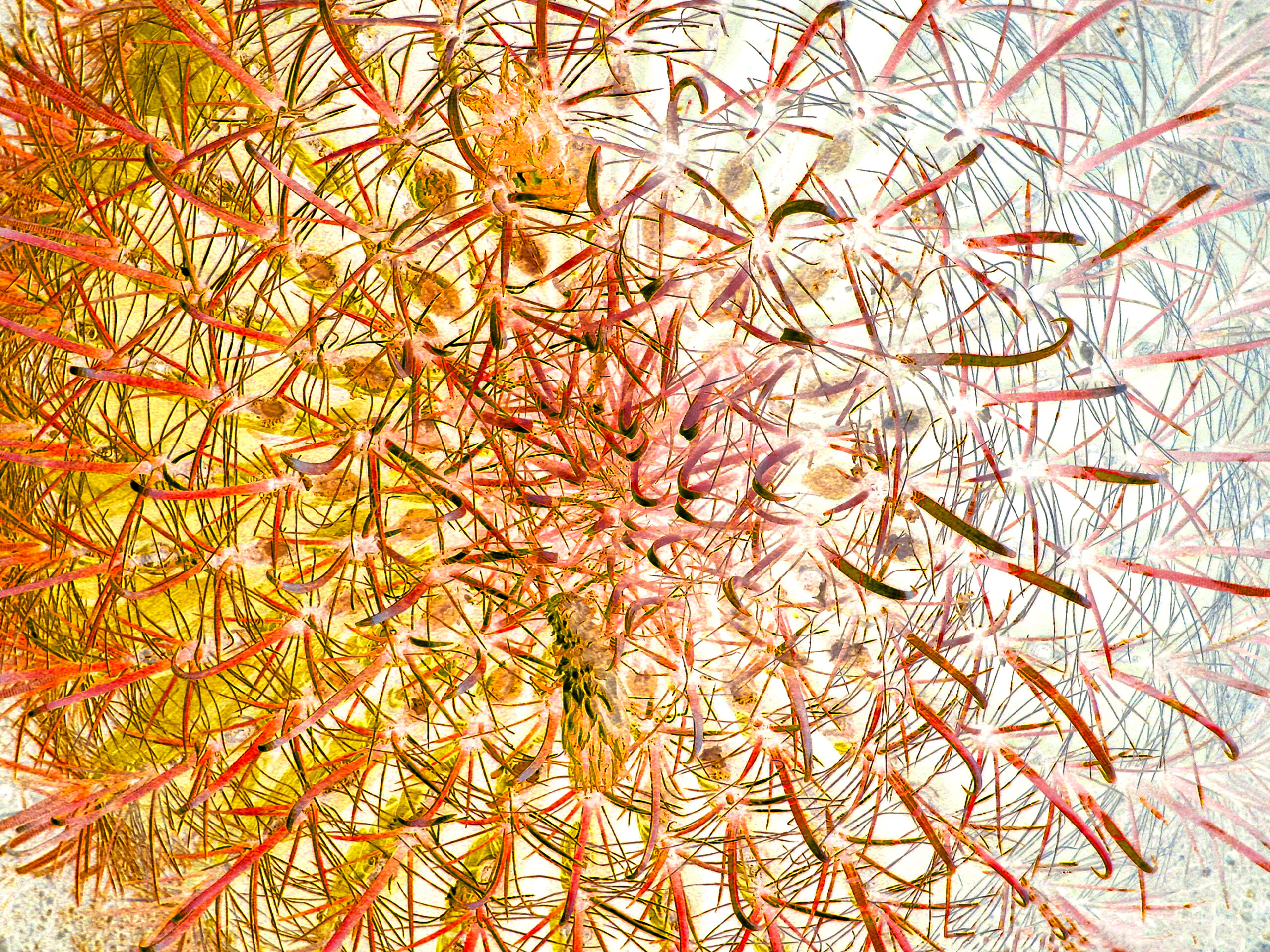 Painted-Cactus-Art-4