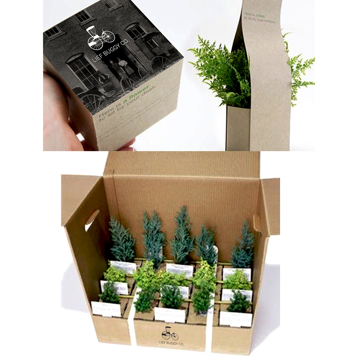 Desk Cedars