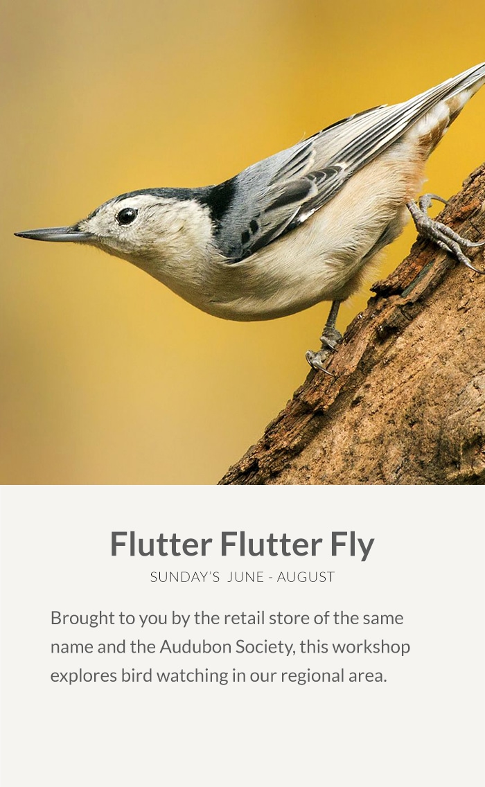 Flutter-Flutter-Fly-1