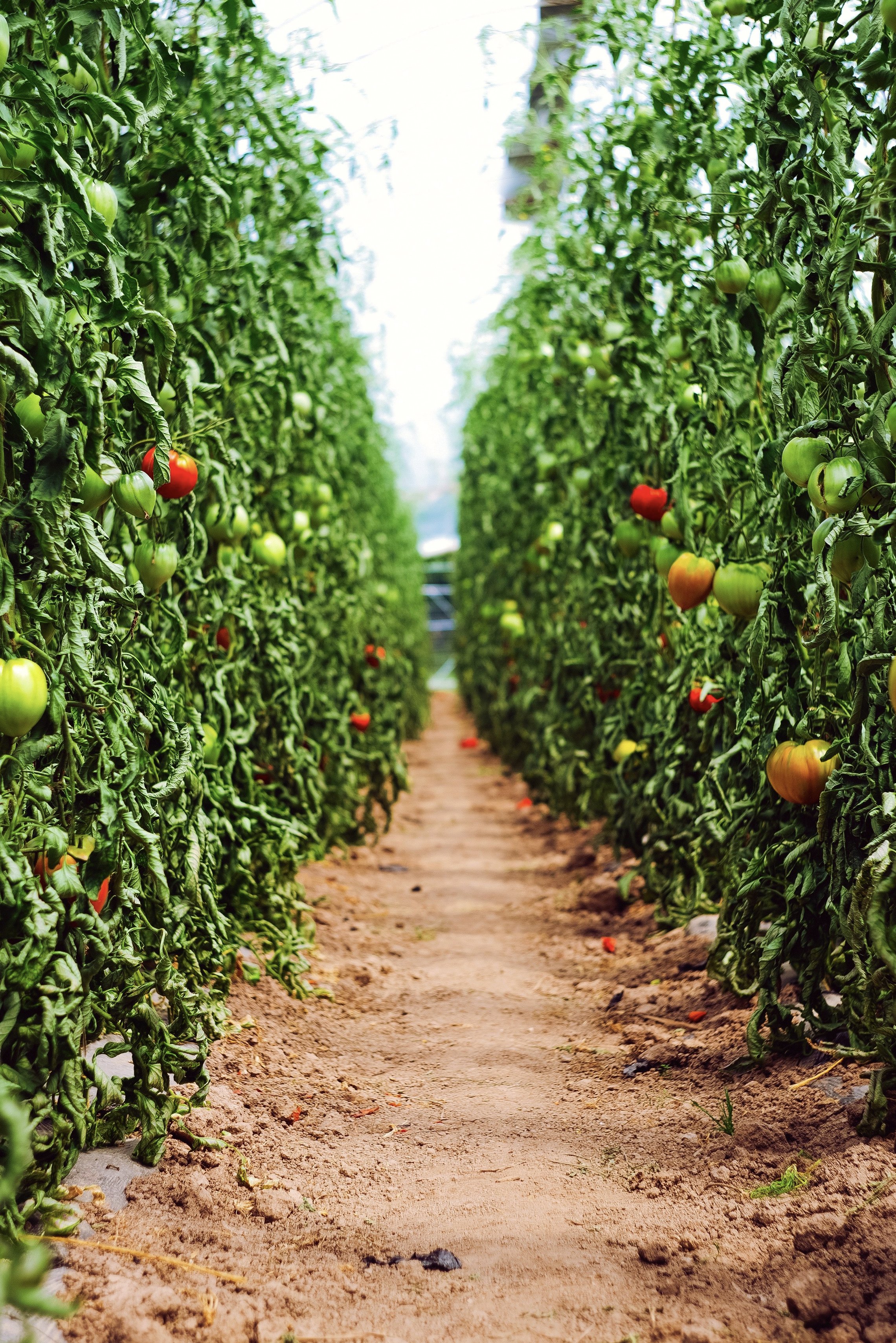 farm-store-01.jpg